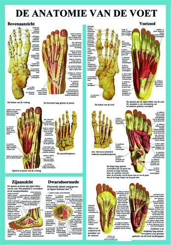 Poster anatomie voet 40 x 60, geplastificeerd